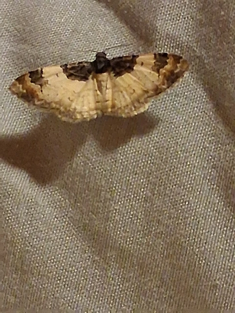 csuklyás tarkaaraszoló - Catarhoe cuculata