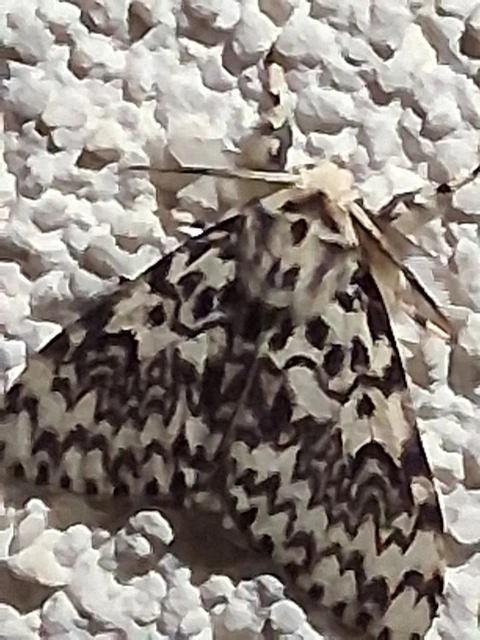 Lymantria monacha - apácalepke