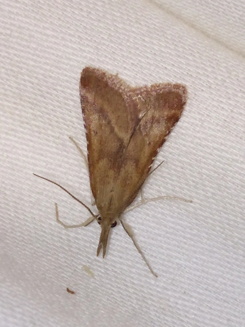 Synaphe punctalis - hosszúlábú fényilonca