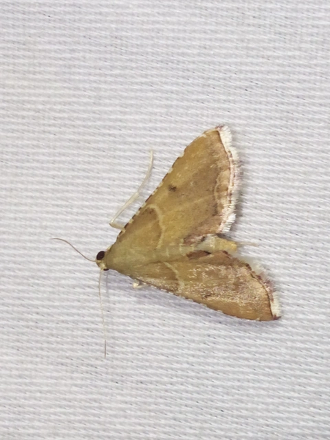 Endotricha flammealis - tüzesszárnyú fényilonca