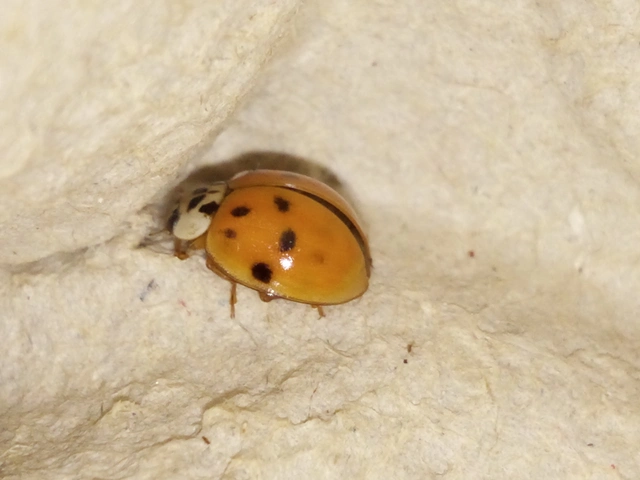 Harmonia axyridis - harlekinkatica