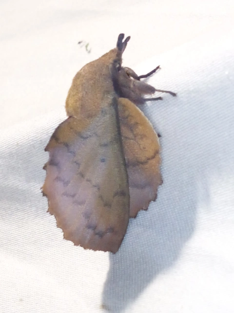 Gastropacha quercifolia - tölgylevélpohók