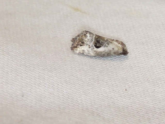 Hapalotis venustula - rózsaszínű mázasbagoly