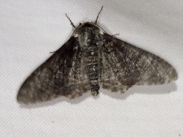 Biston betularia - szürkepettyes araszoló