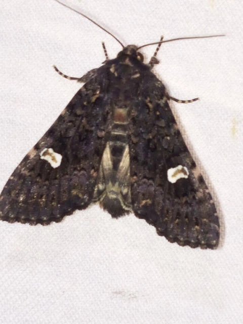 Melanchra persicariae - fehérfoltos kertibagoly