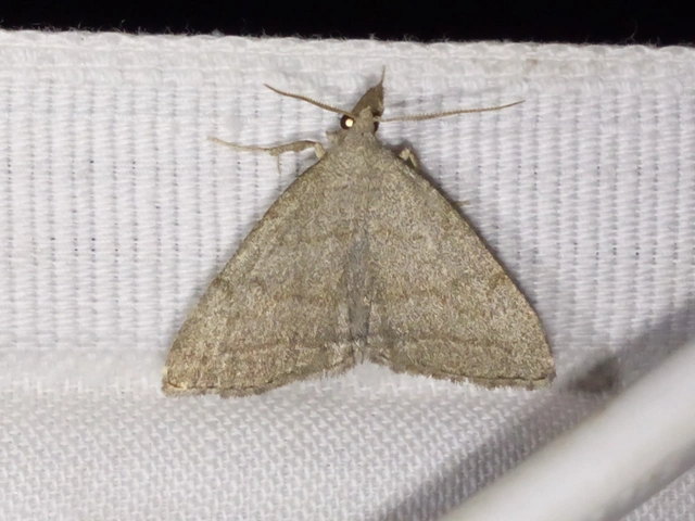 hosszúcsápú karcsúbagoly - Pechipogo strigilata