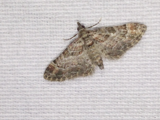 Gymnoscelis rufifasciata - vöröscsíkos törpearaszoló