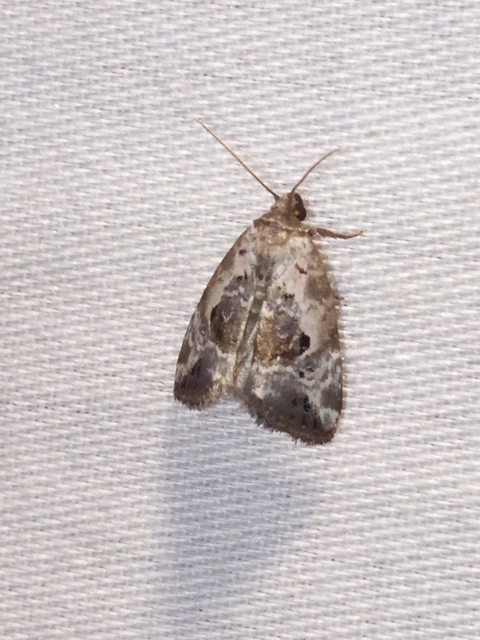 Hapalotis venustula - rózsaszínű mázasbagoly