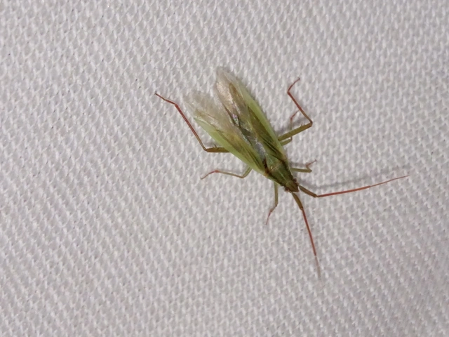 Stenodema calcarata - sarkantyús mezeipoloska