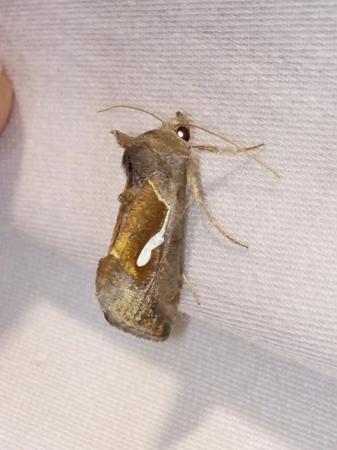 cseppfoltos ezüstbagoly - Macdunnoughia confusa