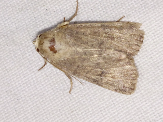 Hoplodrina octogenaria - barna selymesbagoly