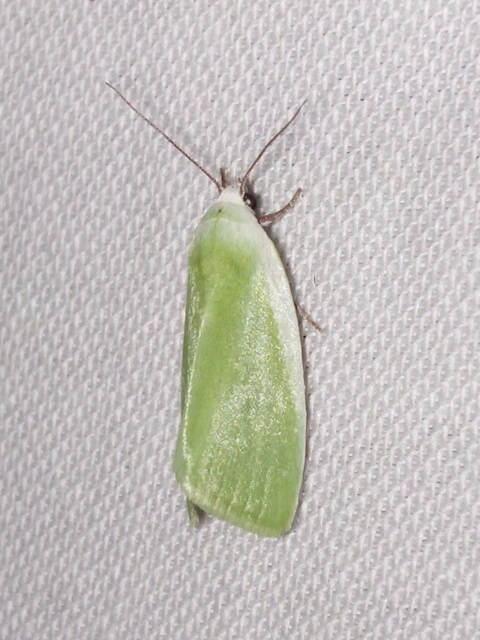 fűzfa-zöldbagoly - Earias clorana