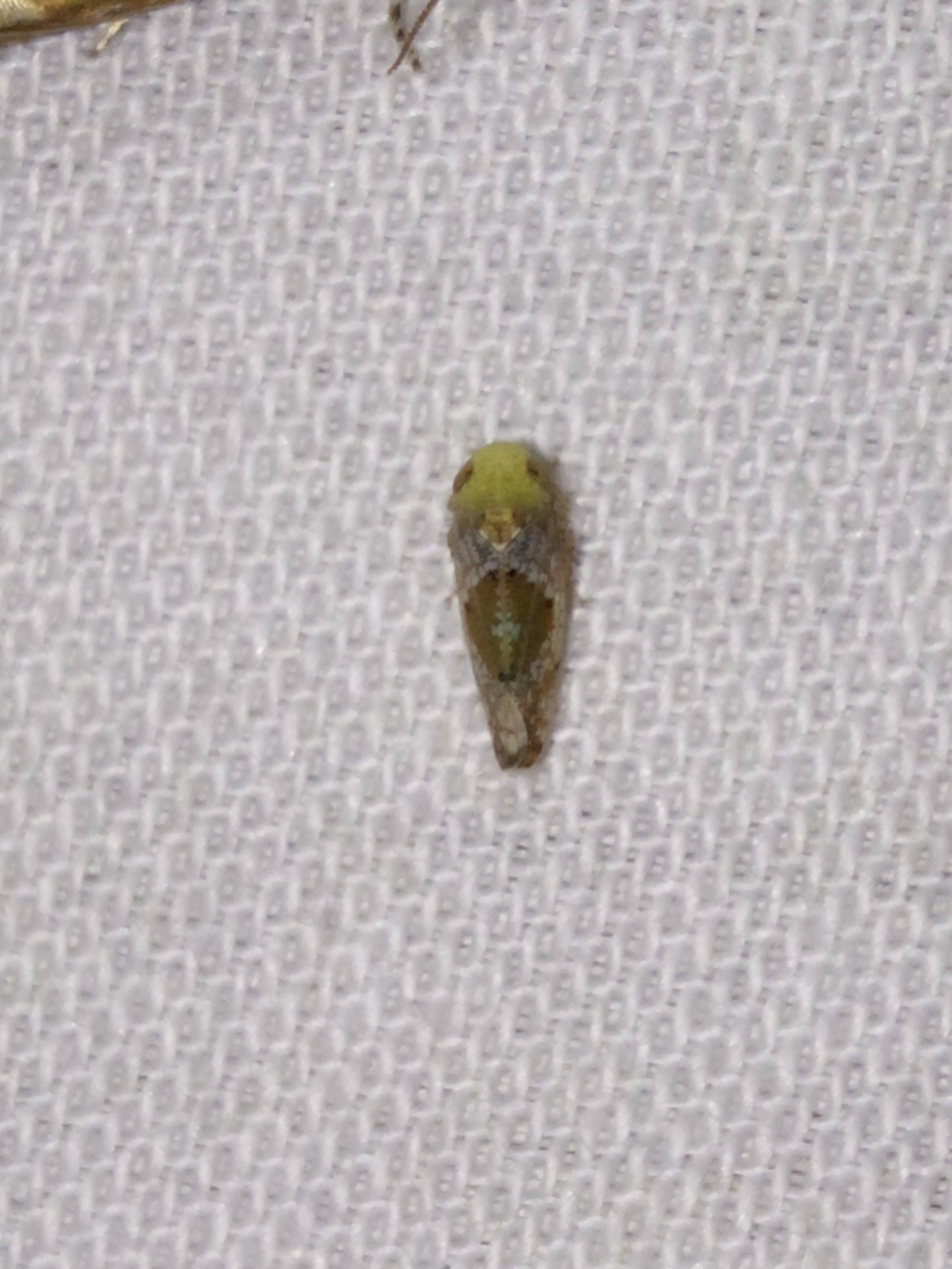 Hishimonus hamatus