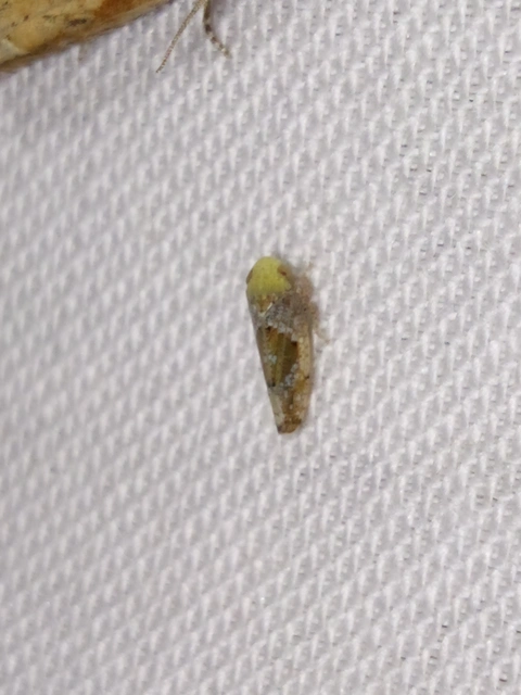 Hishimonus hamatus