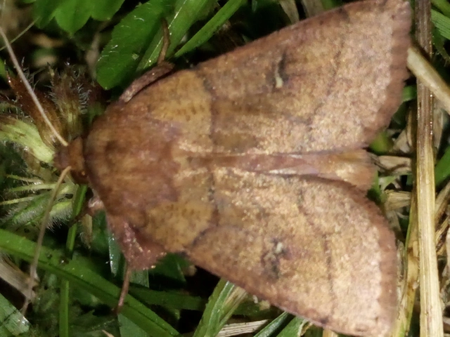 félholdas rétibagoly - Mythimna turca