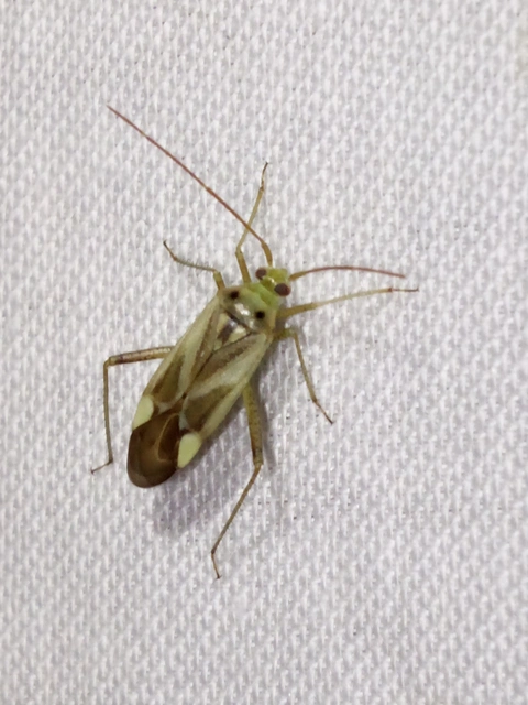 Adelphocoris lineolatus - lucernapoloska