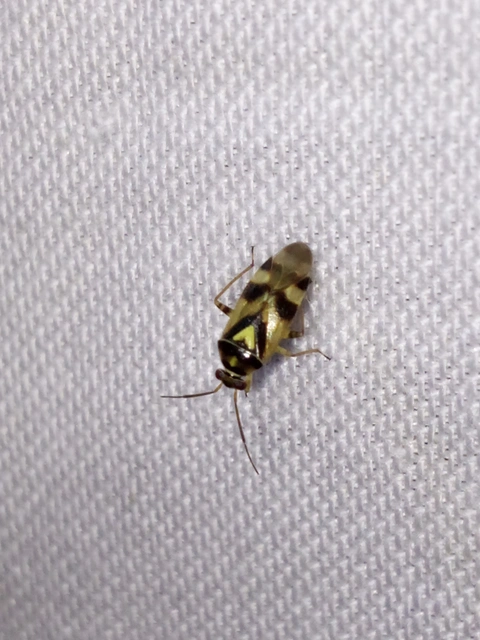 Orthops