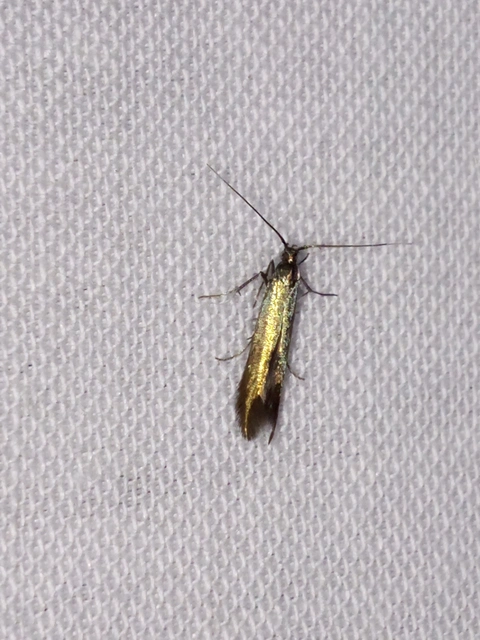 Coleophora