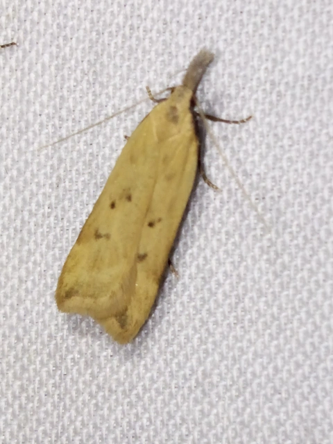 lucernarágó sarlósmoly - Dichomeris limosellus