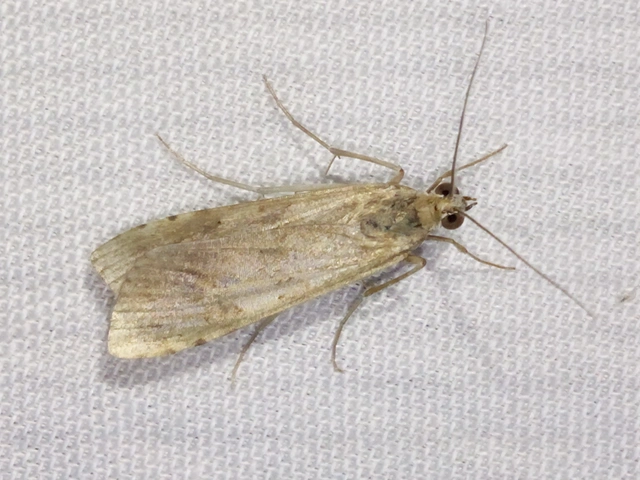 Nomophila noctuella - közönséges vándormoly