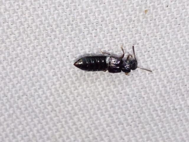 Anotylus rugosus - rovátkáshátú korhóholyva Anotylus rugosus - rovátkáshátú korhóholyva