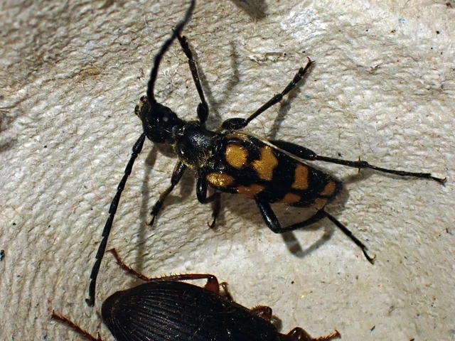 Leptura quadrifasciata - feketeszőrű szalagoscincér