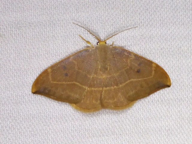 Watsonalla binaria - tölgyfa-sarlósszövő