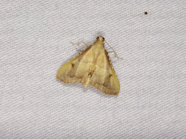Endotricha flammealis - tüzesszárnyú fényilonca