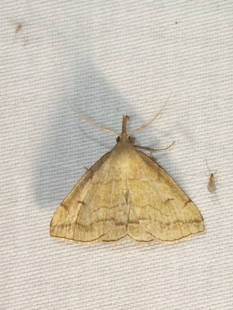 Polypogon gryphalis - láperdei karcsúbagoly