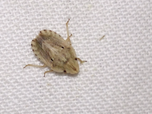 Sciocoris Sciocoris