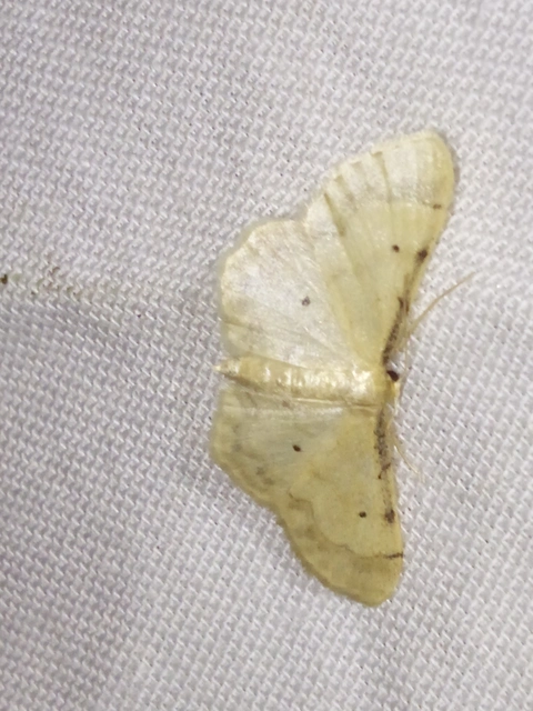 Idaea politaria - vonalas apróaraszoló