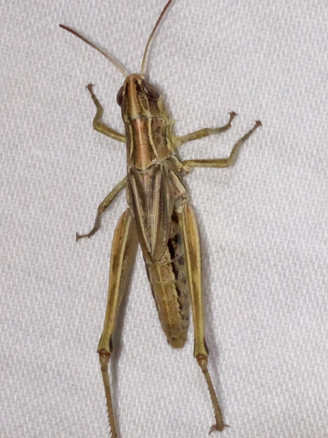 Pseudochorthippus parallelus - közönséges rétisáska
