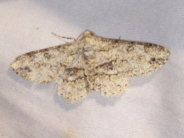 Ascotis selenaria - holdas faaraszoló