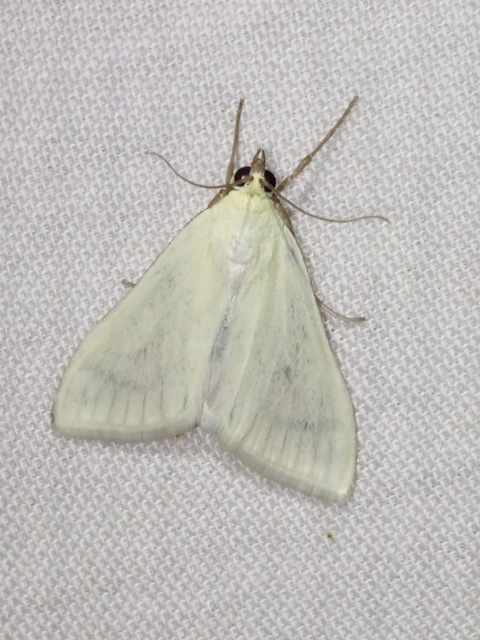 Sitochroa palealis - kénszárnyú dudvamoly