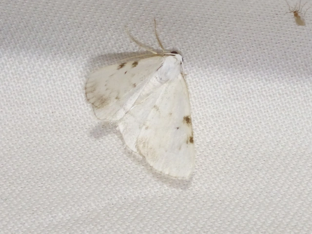 Lomographa bimaculata - kétpontos fehéraraszoló