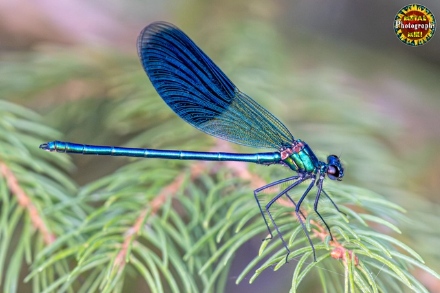 Calopteryx splendens - sávos szitakötő