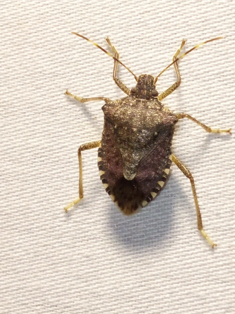 Halyomorpha halys - ázsiai márványospoloska