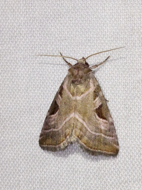 Eucarta virgo - mocsári ametisztbagoly