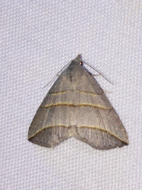 Colobochyla salicalis - háromsávos törpebagoly