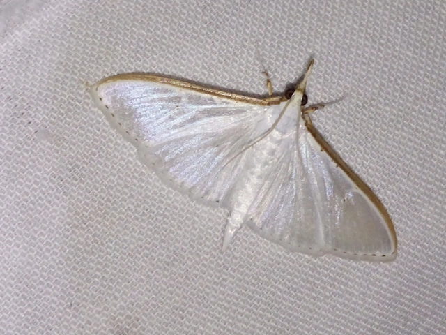 Palpita vitrealis - hófehér tűzmoly