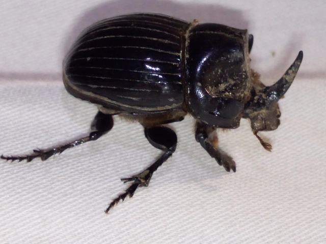 Copris lunaris - közönséges holdszarvú-ganéjtúró