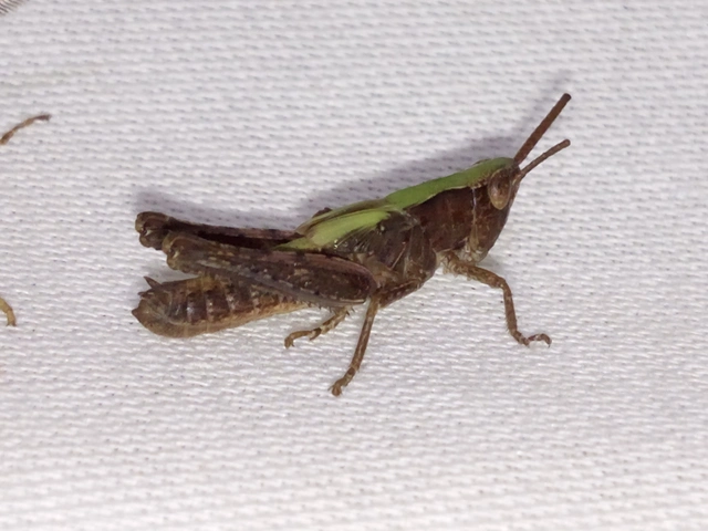 Omocestus rufipes - vöröshasú tarlósáska
