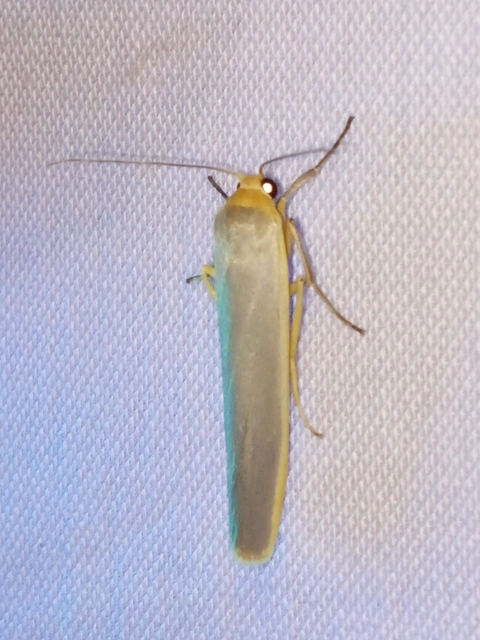 Eilema complana - közönséges zuzmószövő