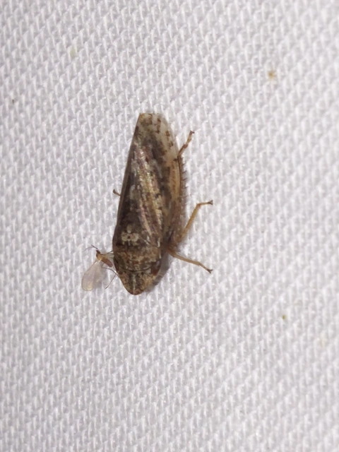 Aphrodes