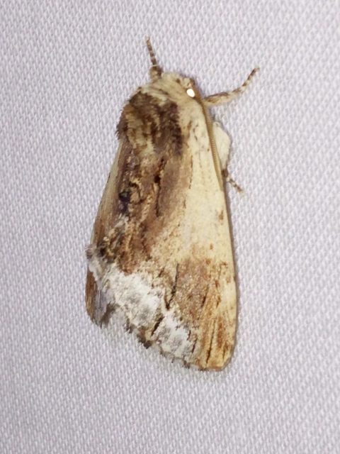 Ptilodon cucullina - csuklyás púposszövő