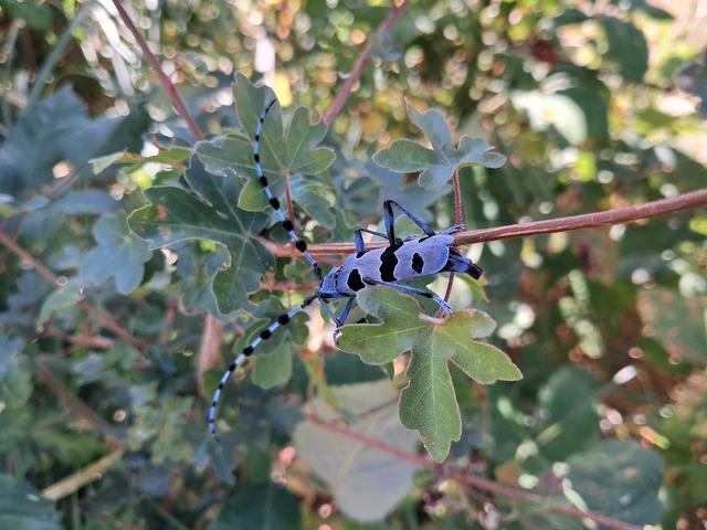 Rosalia alpina - havasi cincér