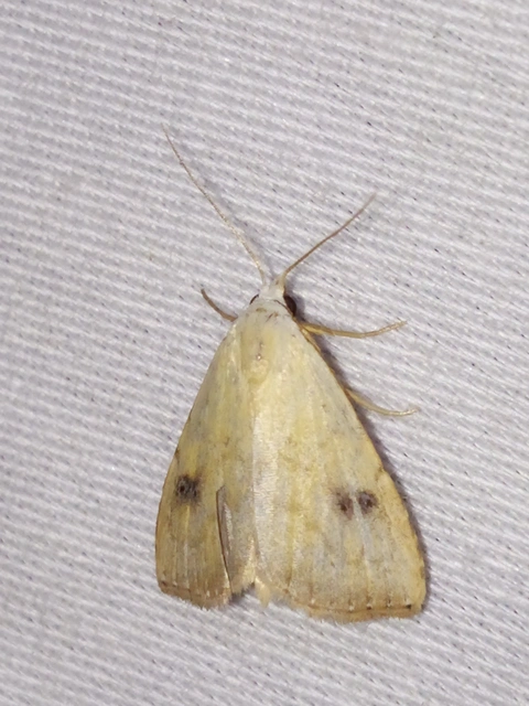 Rivula sericealis - selymes lórombagoly
