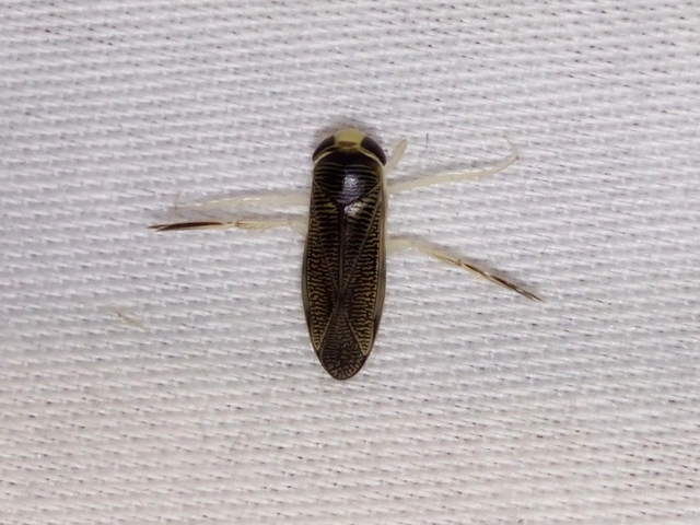 Corixidae - búvárpoloskák Corixidae - búvárpoloskák
