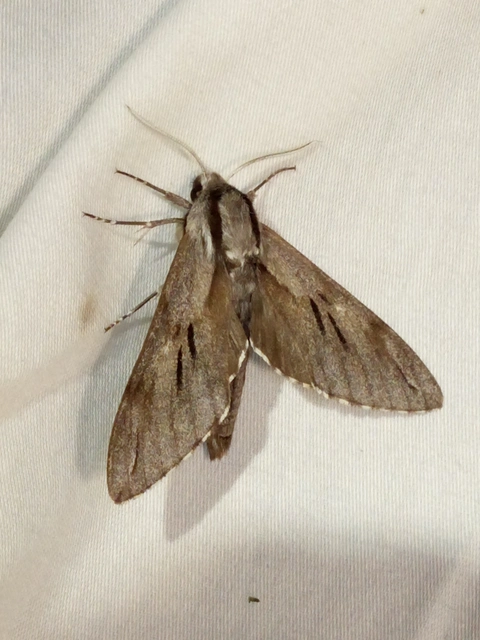 Hyloicus pinastri - fenyőszender