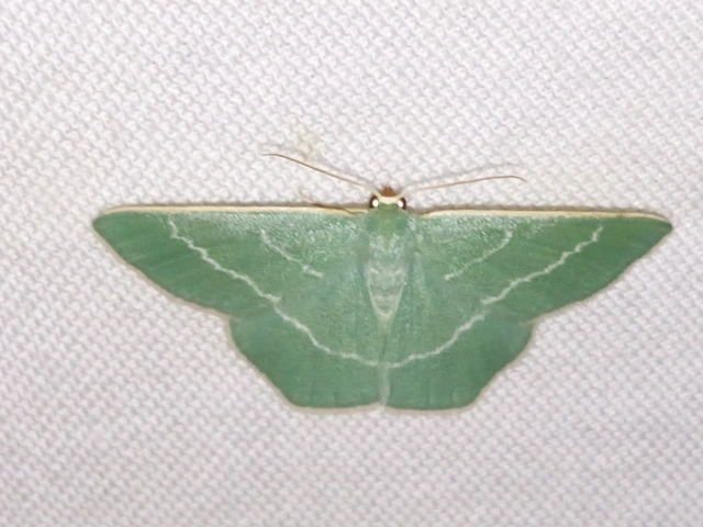 Chlorissa viridata - üdezöld araszoló